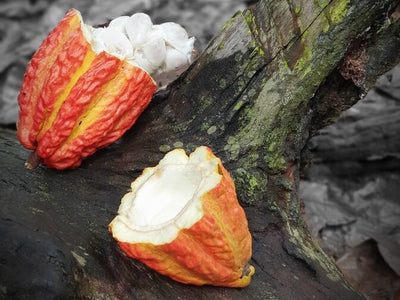 Cacao: A Nutritional Powerhouse