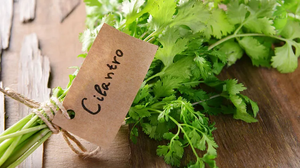 Cilantro: The Medicinal Culinary Herb