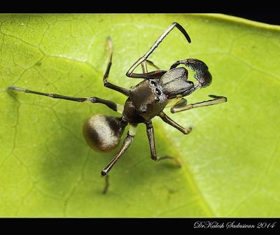 Polyrhachis Ant: The King Of Herbs