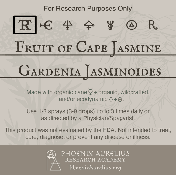 Fruit-of-Cape-Jasmine-Spagyric-Tincture-aurelian-spagyria