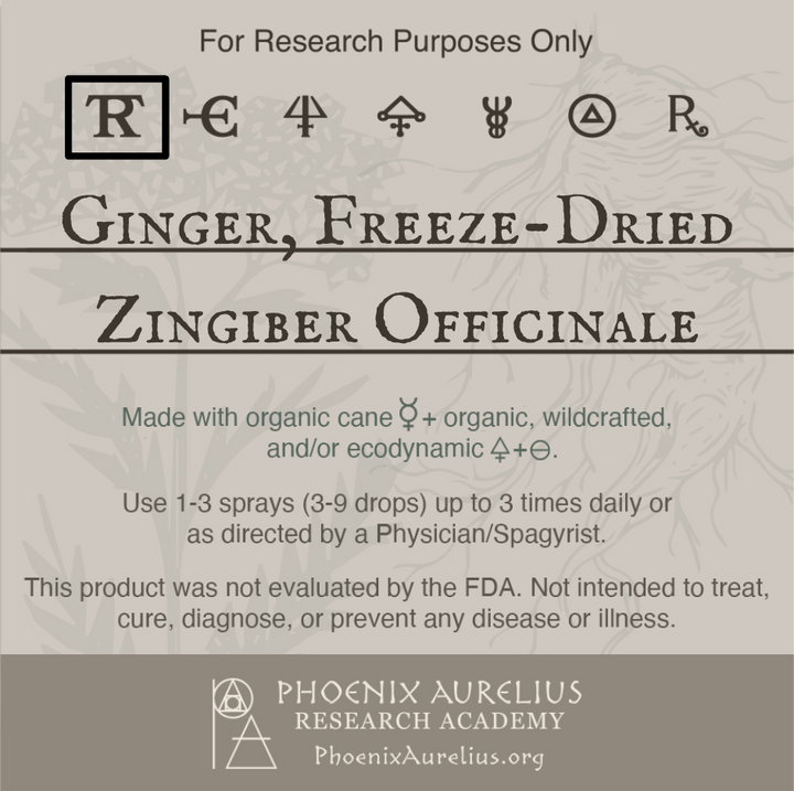 Ginger-Freeze-Dried-Spagyric-Tincture-aurelian-spagyria