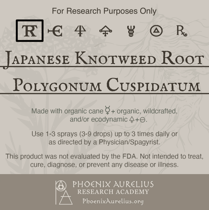 Japanese-Knotweed-Root-Spagyric-Tincture-aurelian-spagyria