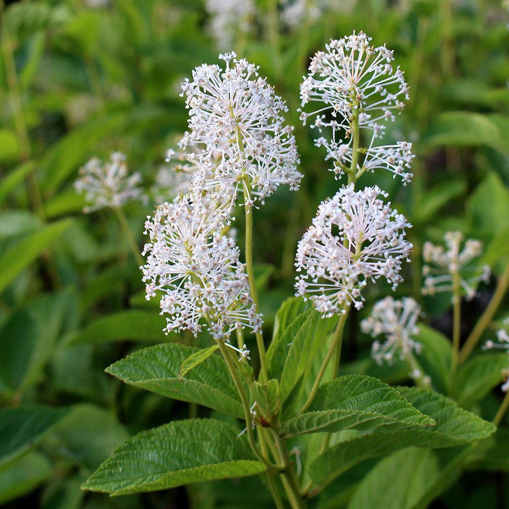 Red Root Analysis Historical uses of Red Root – Phoenix Aurelius Research Academy