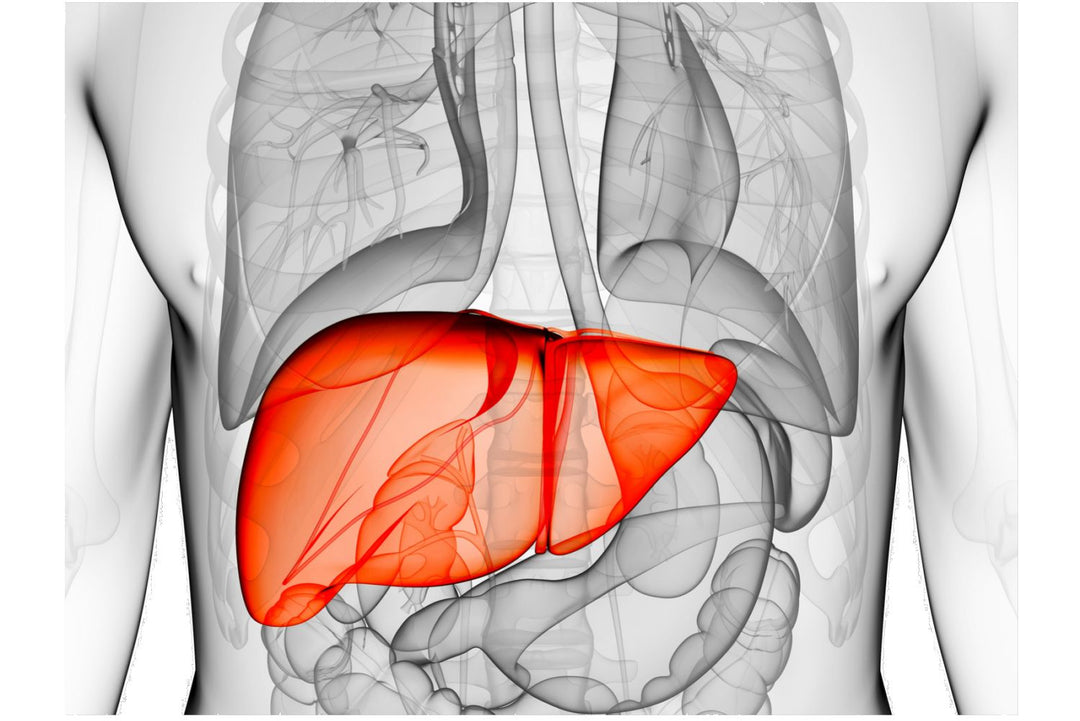 Importance Of Liver Detoxification & Aurelian Wellness Suggestions For Supporting Your Liver