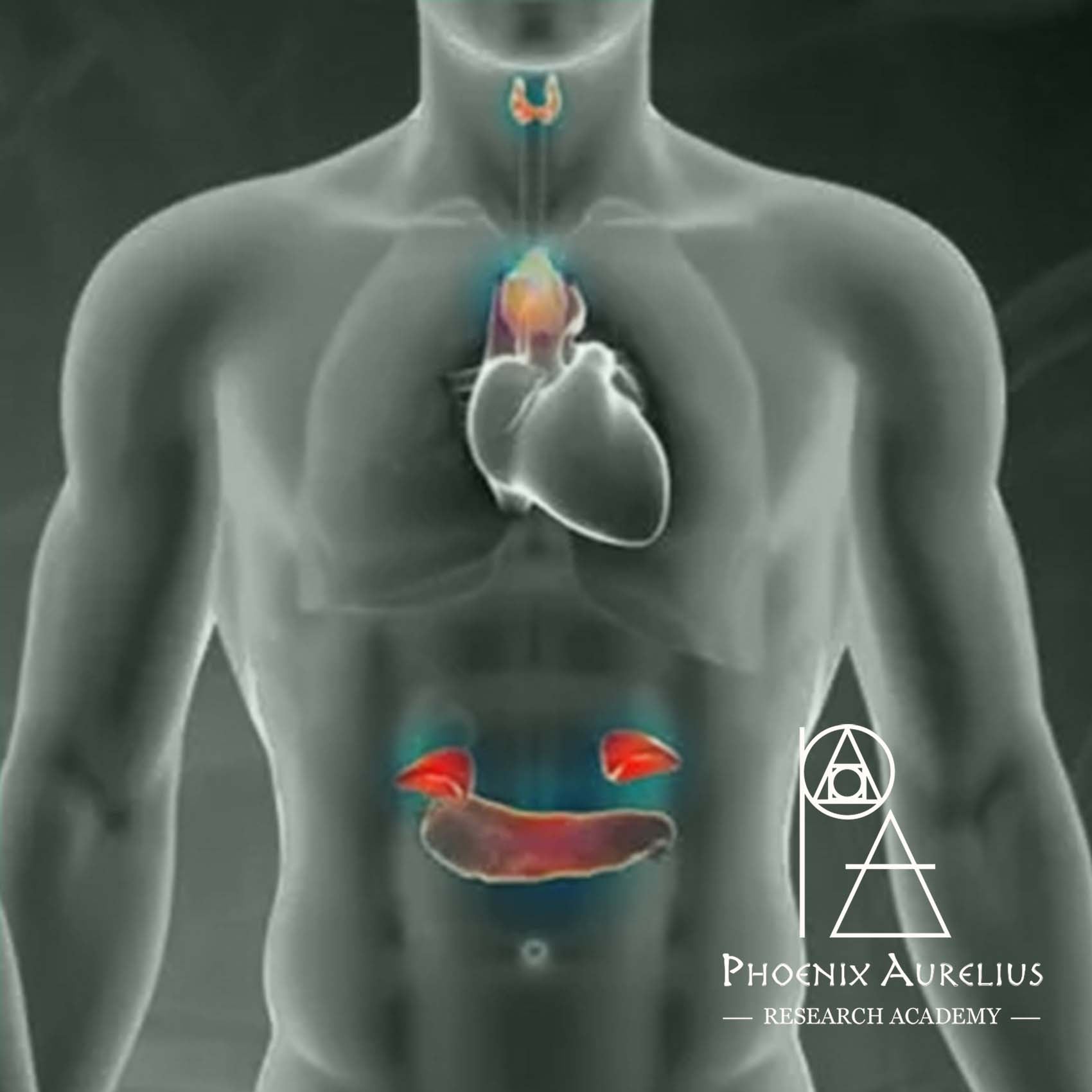 Endocrine IDF's – Phoenix Aurelius Research Academy