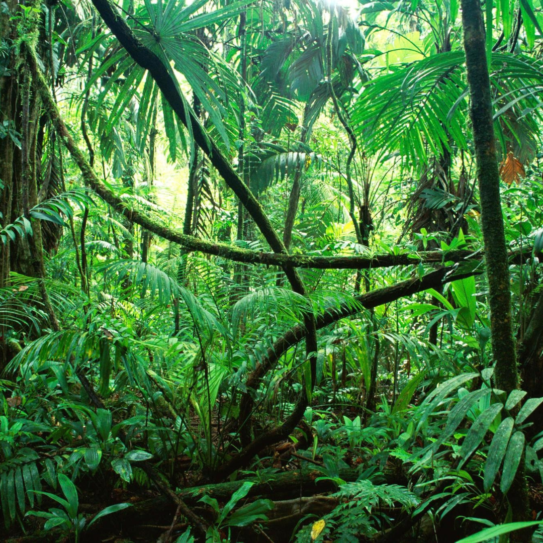 Amazonian Herbs