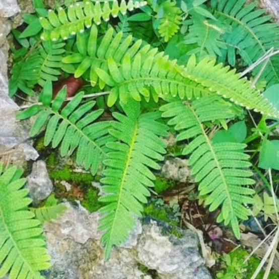 Caribbean Herbs