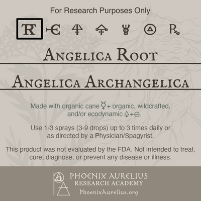 Angelica-Root-Spagyric-Tincture-aurelian-spagyria