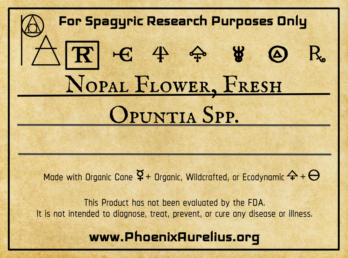 Nopal Flower, Fresh, Spagyric Tincture