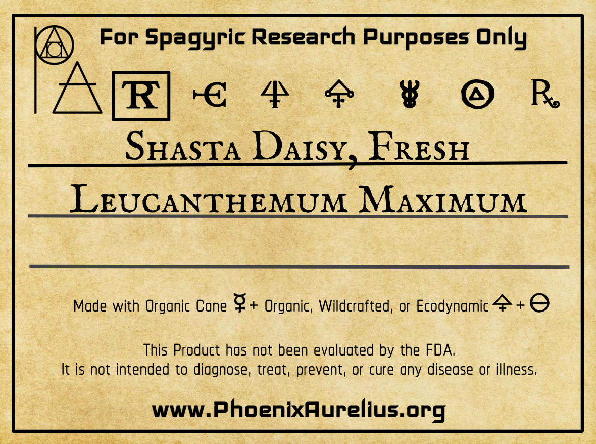 Shasta Daisy, Fresh, Spagyric Tincture