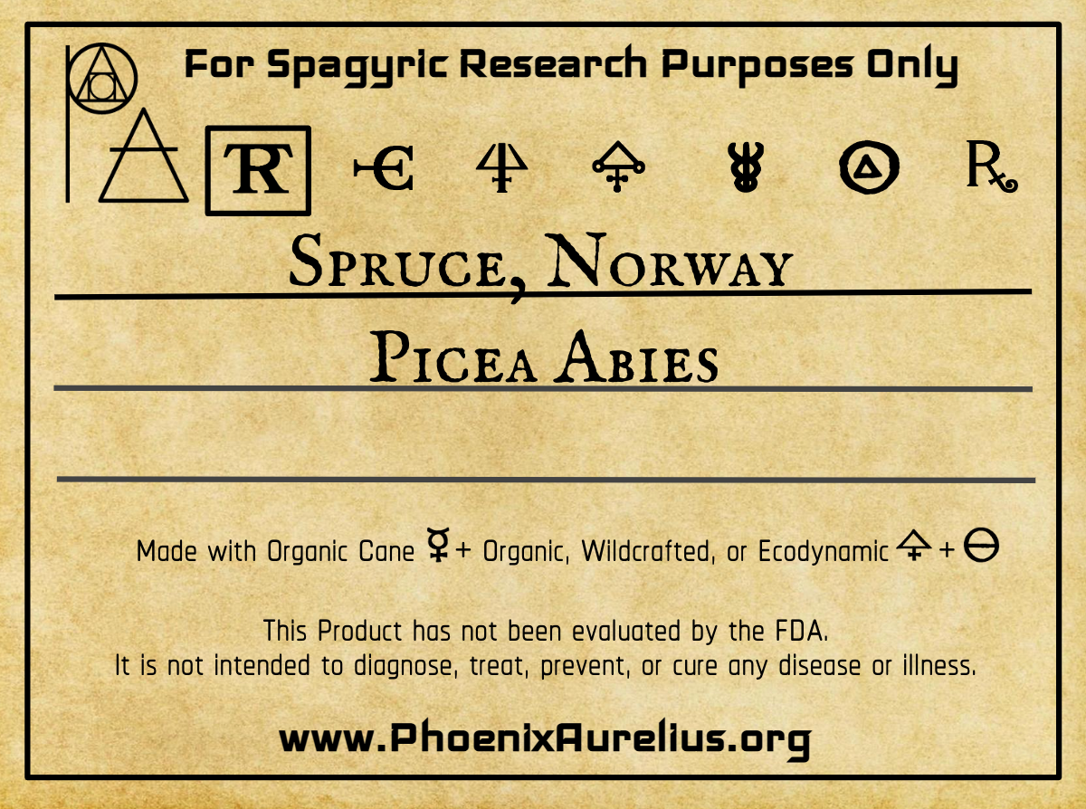Spruce, Norway, Spagyric Tincture
