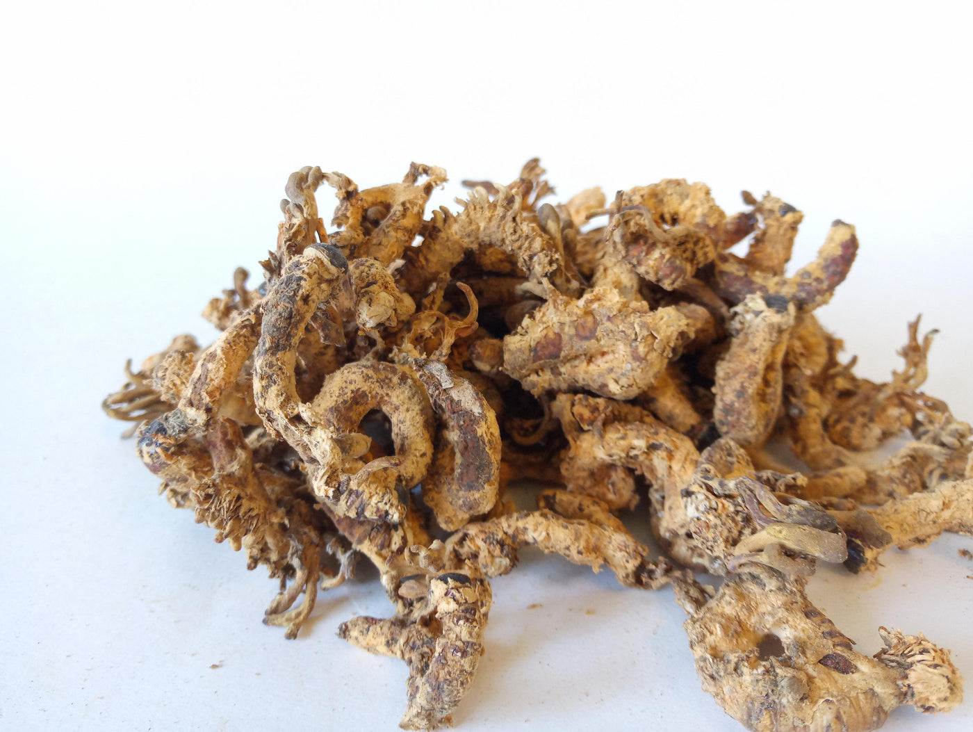 Cordyceps Militaris Spagyric Tincture