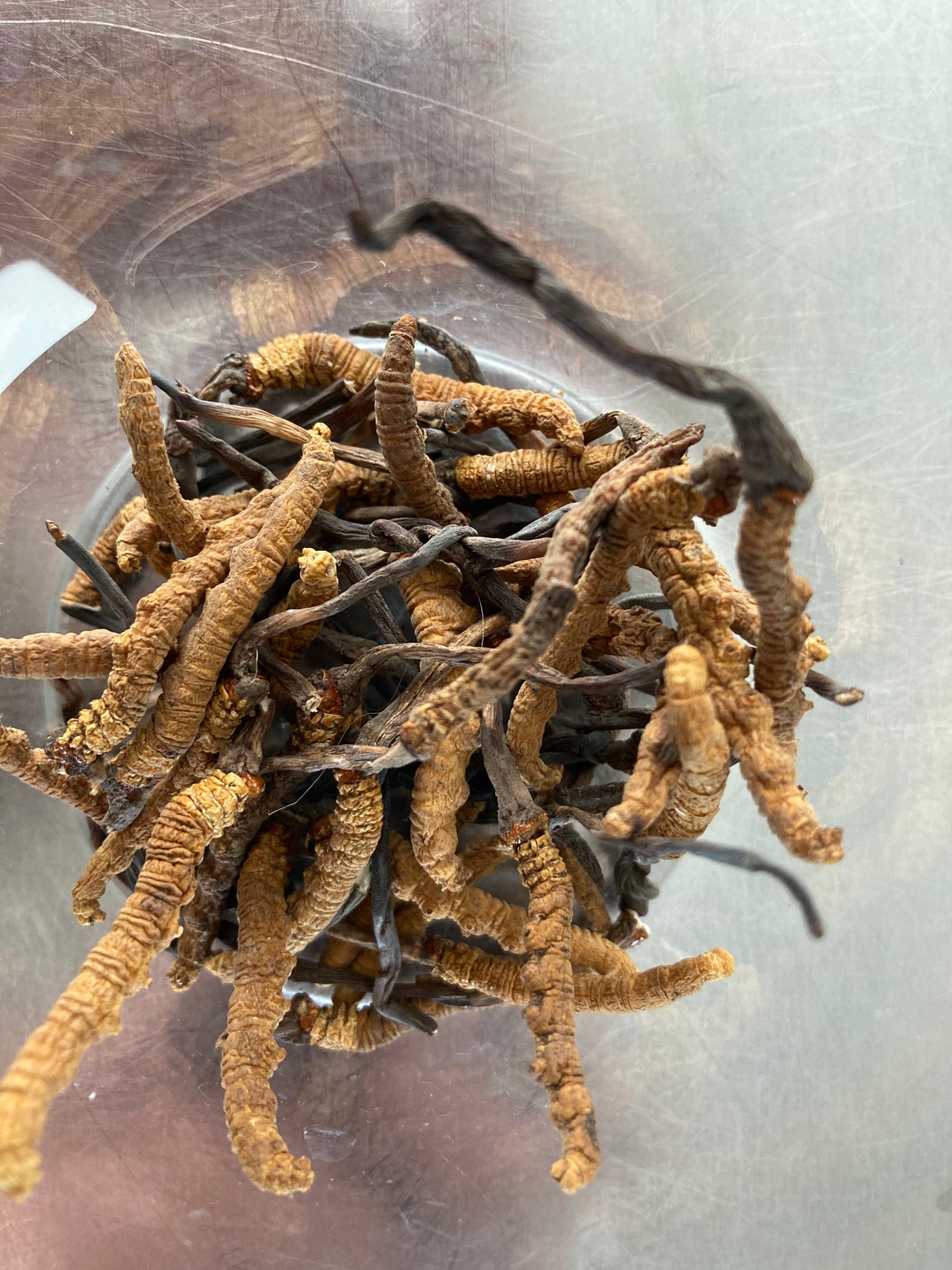 Cordyceps Sinensis Spagyric Tincture