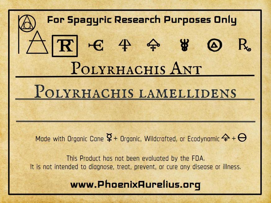 Polyrhachis Ant Spagyric Tincture